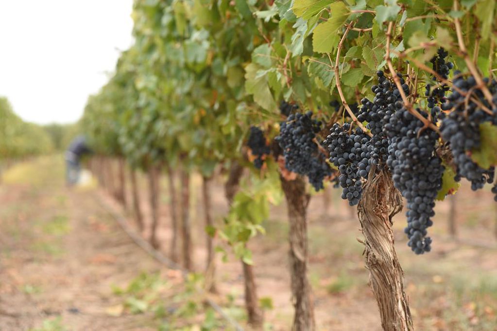 Bodegas de Argentina, imagen ilustrativa de viñedos. 