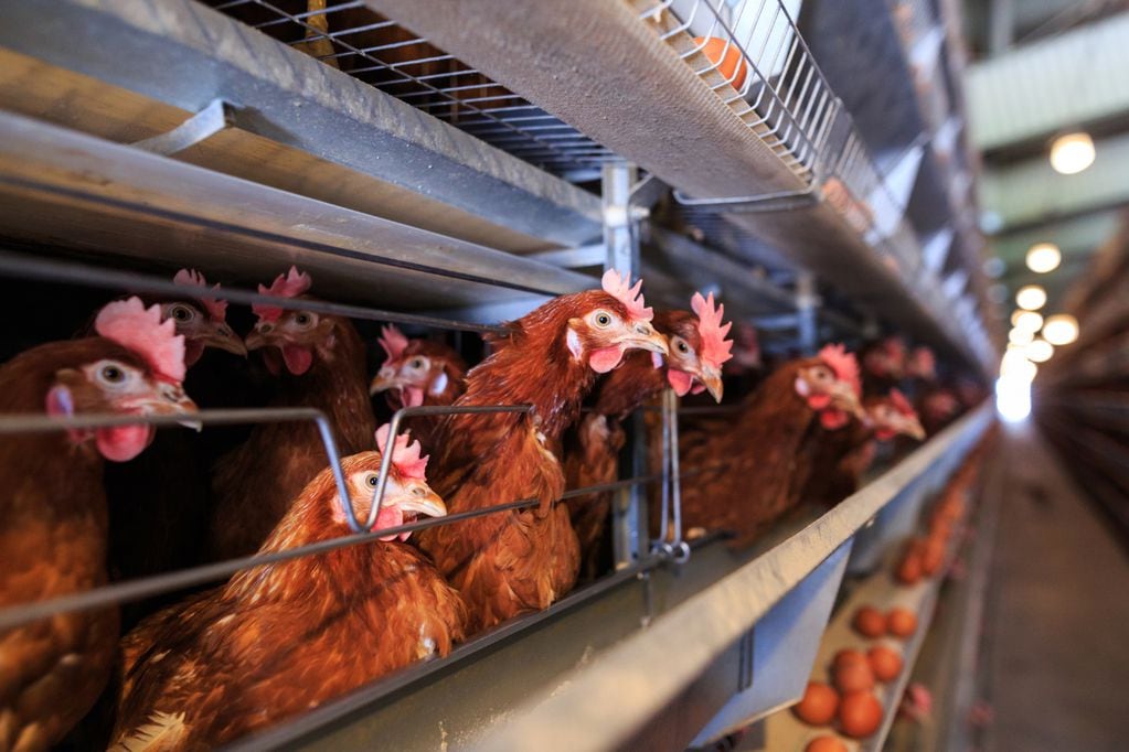 La cepa de gripe aviar “A H5N1” circula en el mundo hace más de 20 años. Sin embargo, su última variante se detectó por primera vez en 2022.