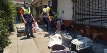 La Policía de Tucumán rescató a 19 perros en estado de abandono y hallaron a otros cuatro muertos tras un allanamiento en un domicilio