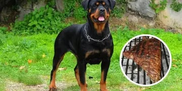 Mató a tiros a su perro Rottweiler porque se comió el matambre que tenía en la parrilla