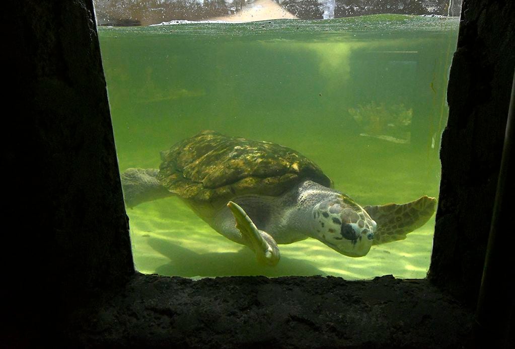 La tortuga macho Jorge llegó en 1984 al acuario municipal de la Ciudad de Mendoza - Foto Orlando Pelichotti / Los Andes