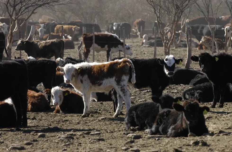 Se debe realizar el muestreo de vacas y toros (de toda la provincia) con un plazo máximo estimado al 31 de julio para productores propietarios de más de 300 animales.