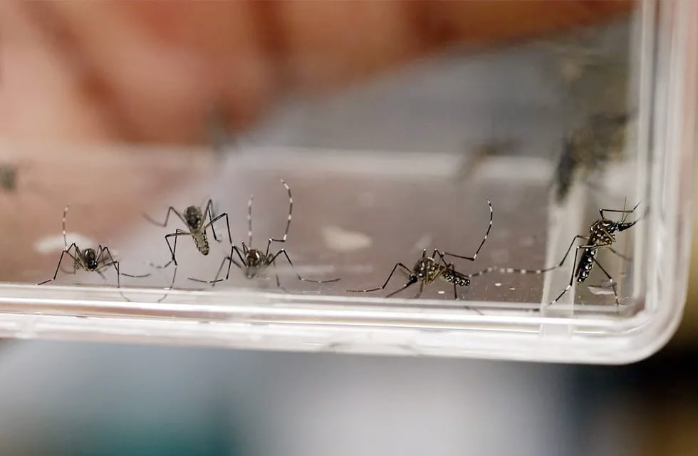 Récord de casos de dengue a nivel nacional: en Mendoza en 5 meses se detectaron 17