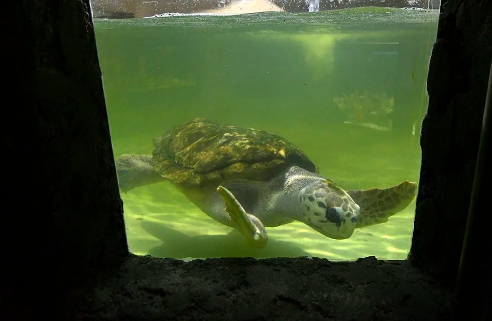 El tortugo Jorge no debe ir a delfinario sino a un santuario. / Foto: Orlando Pelichotti / Los Andes