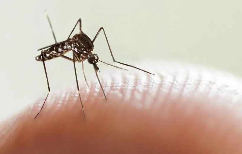 “Es un mosquito que no pica de noche" aseguró Quirós