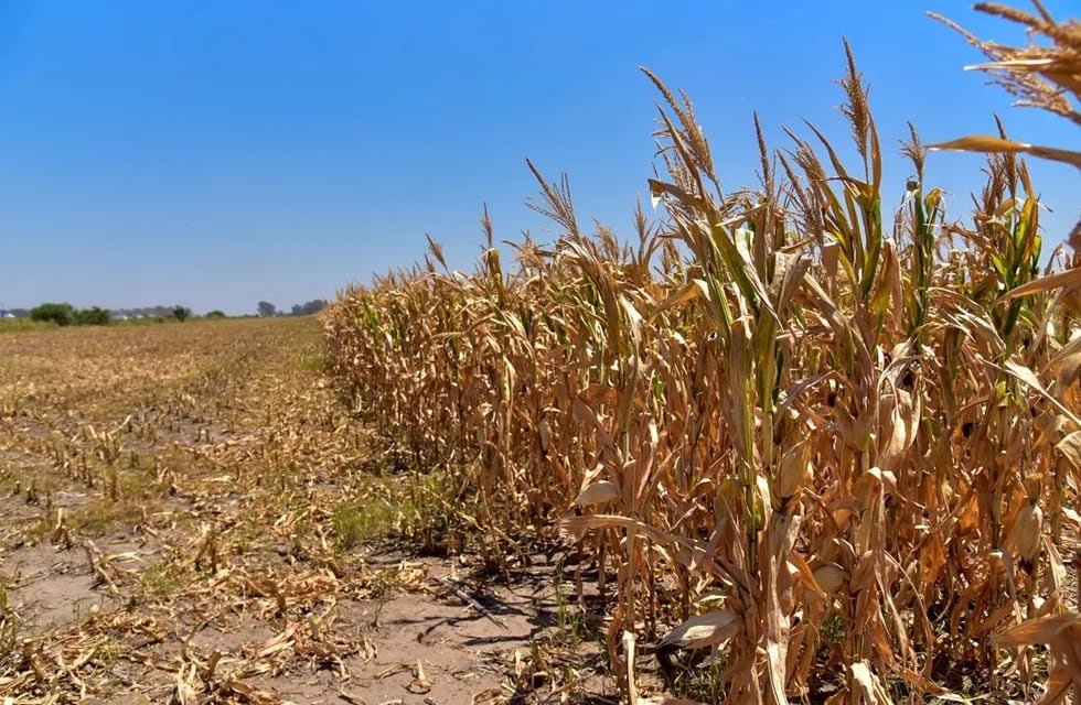 Se espera un aumento del 15% en el precio internacional del maíz entre otros productos.