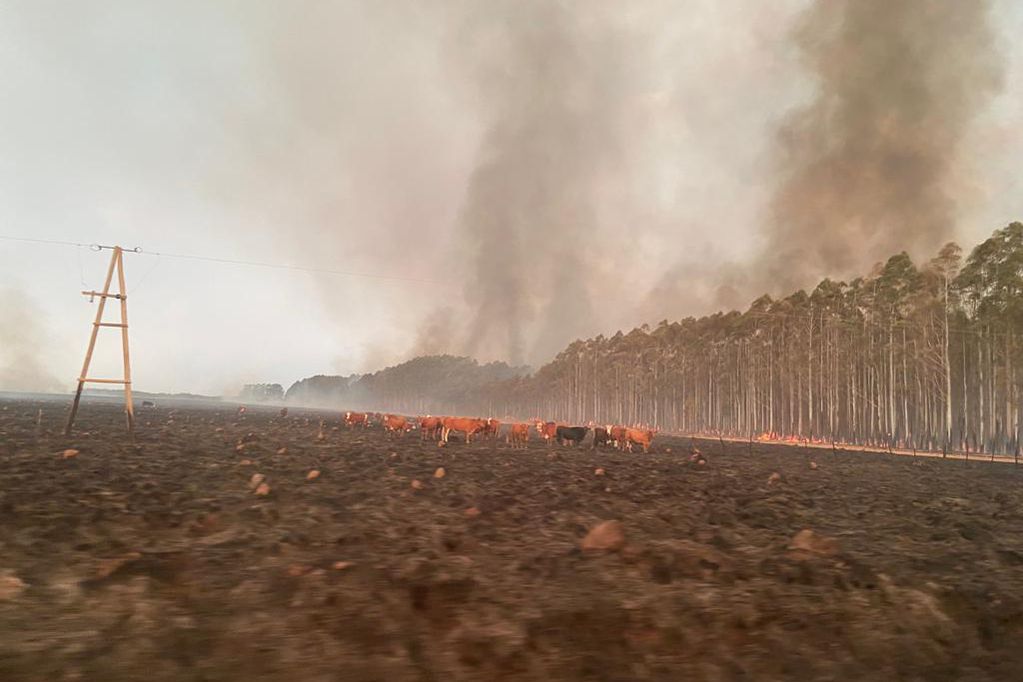 Los incendios en Corrientes ya se cobraron casi el 10% del territorio provincial.