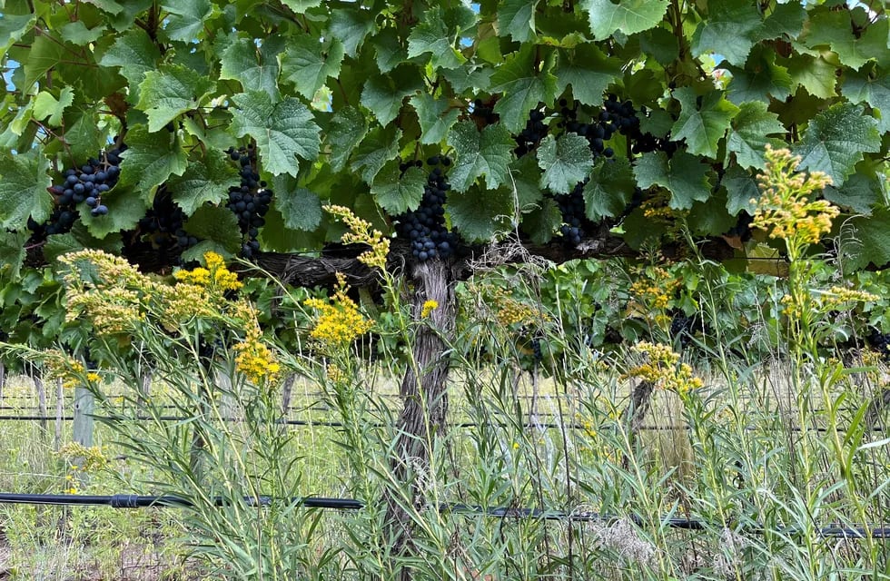 El Espinillo, viñedo con manejo organico y regenerativo, sin movimiento de suelo.
