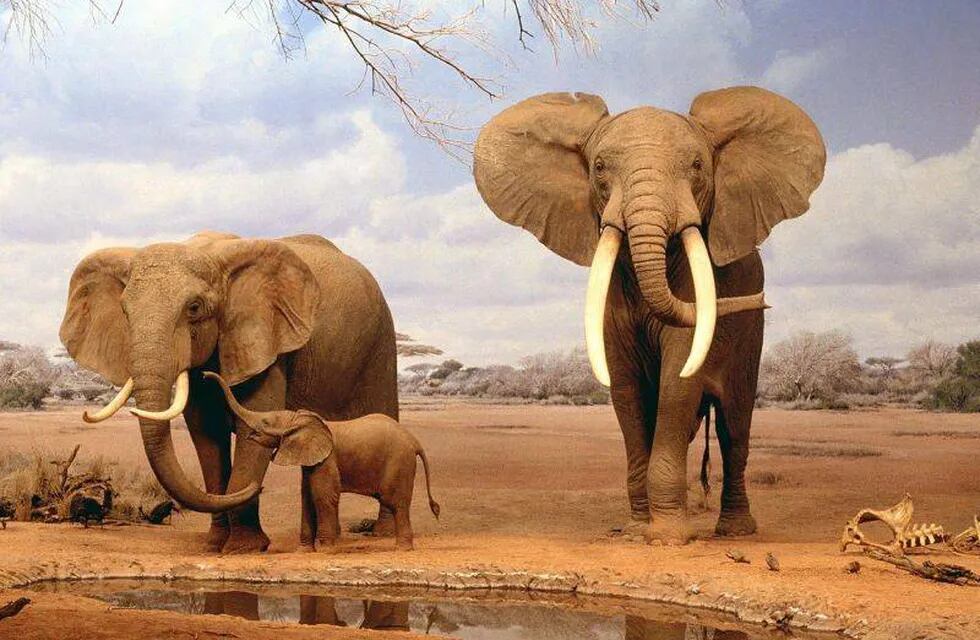 La masacre de elefantes en África y la venta de marfil en China están "fuera de control"