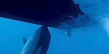 orcas atacando barcos
