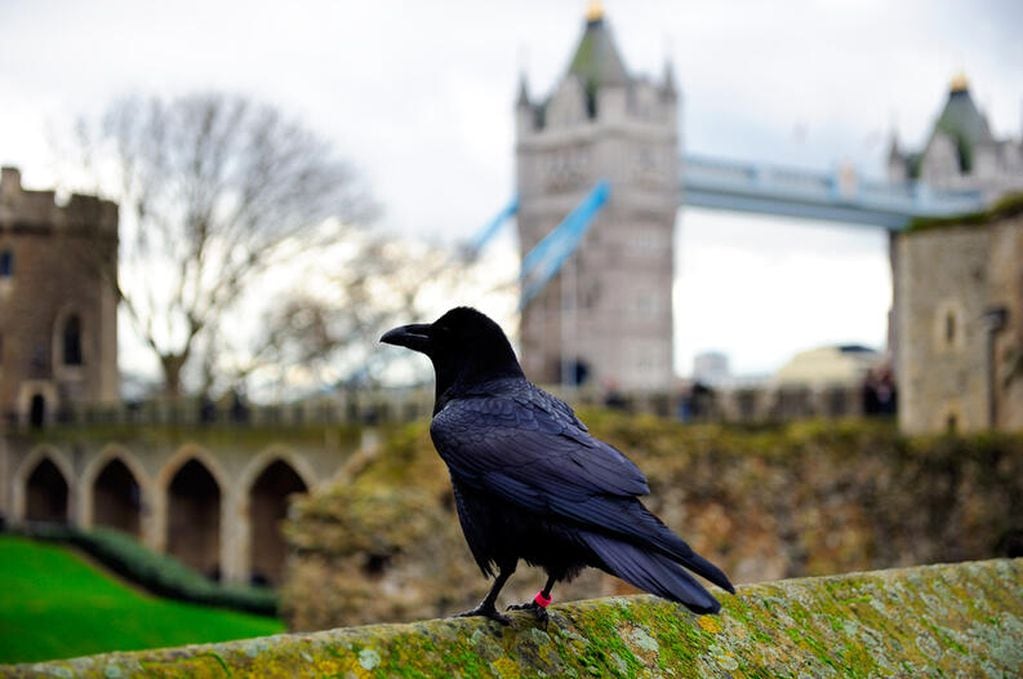 La leyenda reza que al menos seis cuervos deben custodiar los muros de la Torre de Londres para que no reine el caos.
