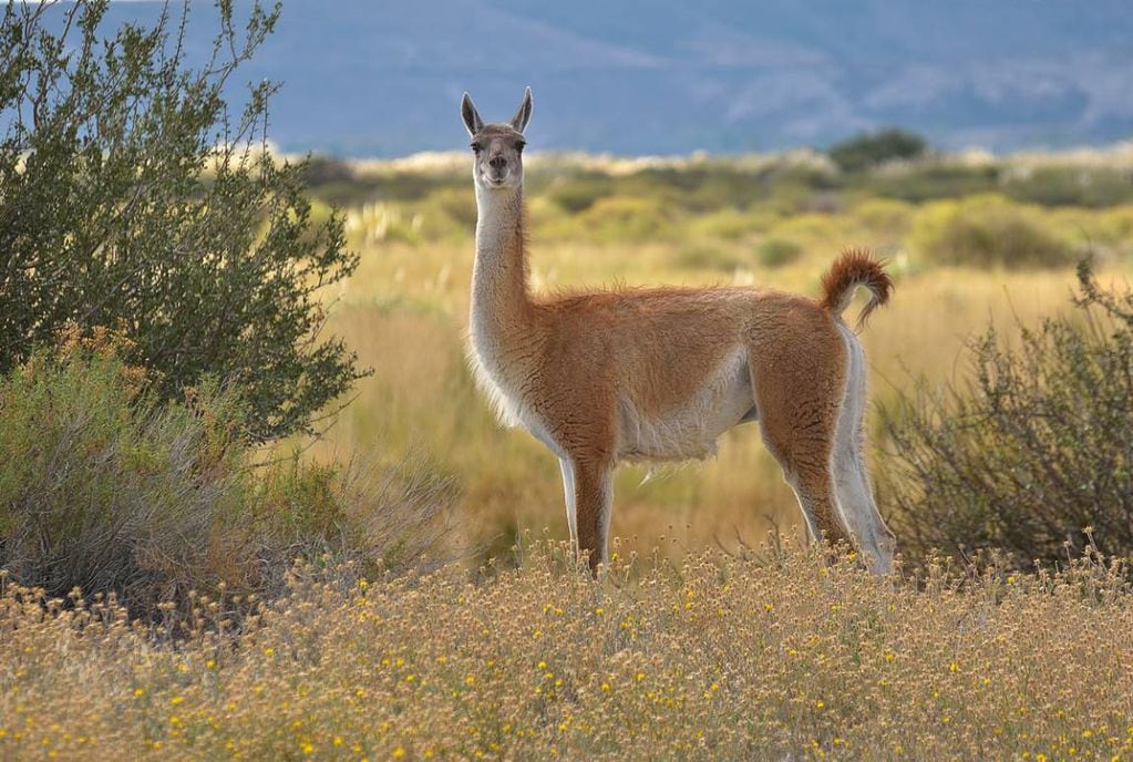 Advierten que el guanaco podría entrar en peligro de extinción en algunas zonas del país. Foto: Archivo Los Andes.