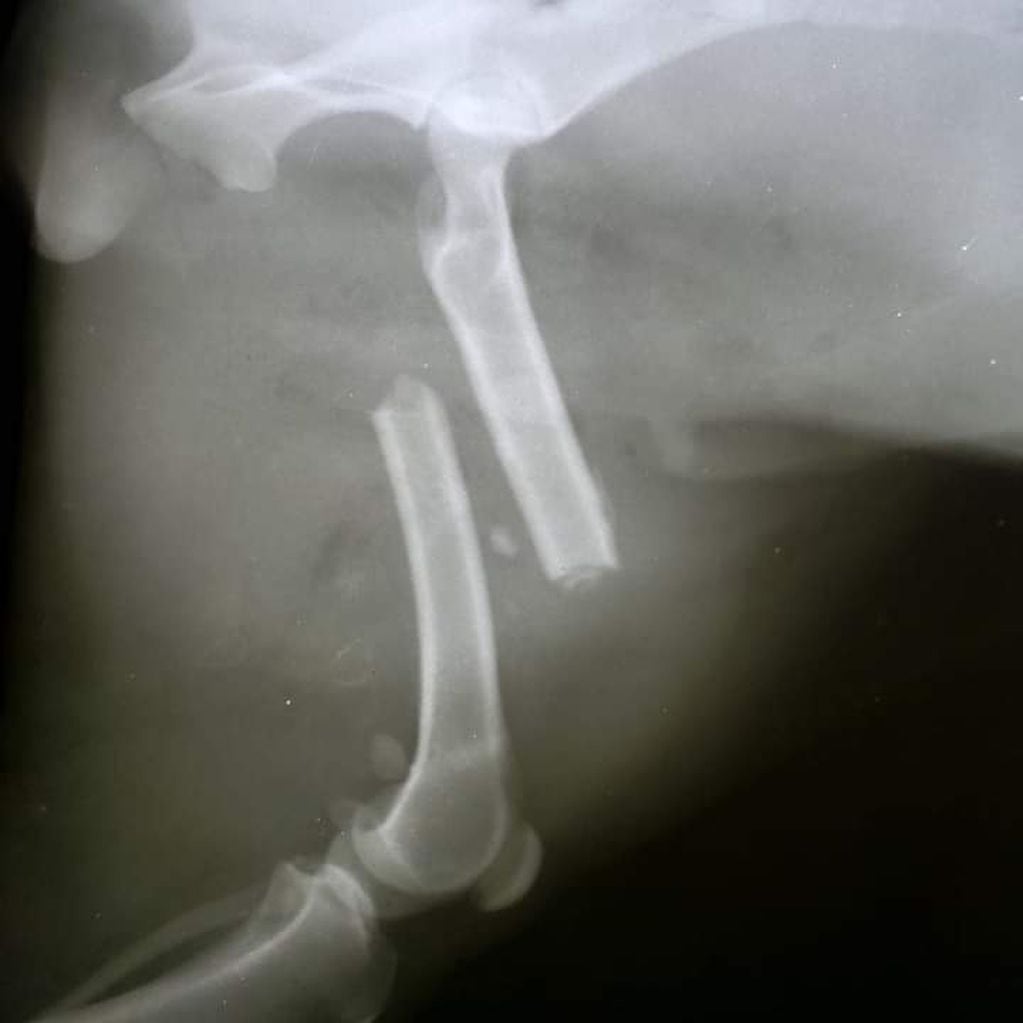 Radiografía que indica que el fémur de la pata trasera se partió en dos. / Archivo