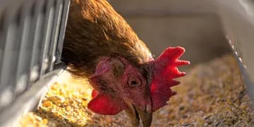 Qué es la gripe aviar y cómo se transmite