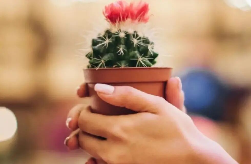 Recibir un cactus de regalo puede tener un mensaje oculto.