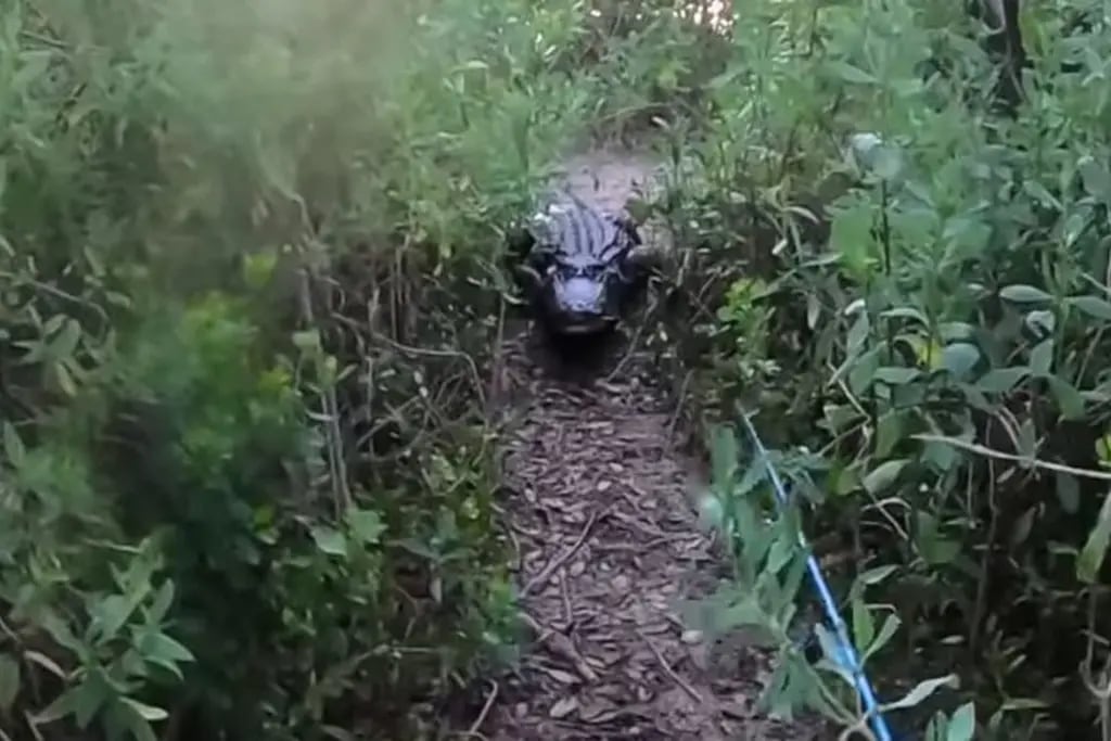 En primera persona: el video de la “cacería” de un cocodrilo gigante a un joven que estaba pescando