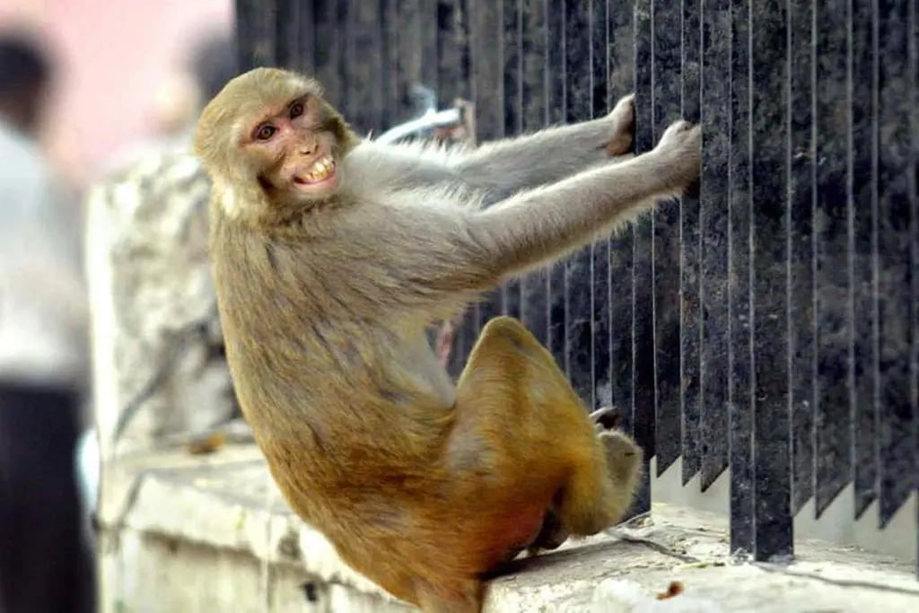 INDIA. Los monos son un verdadero problema.