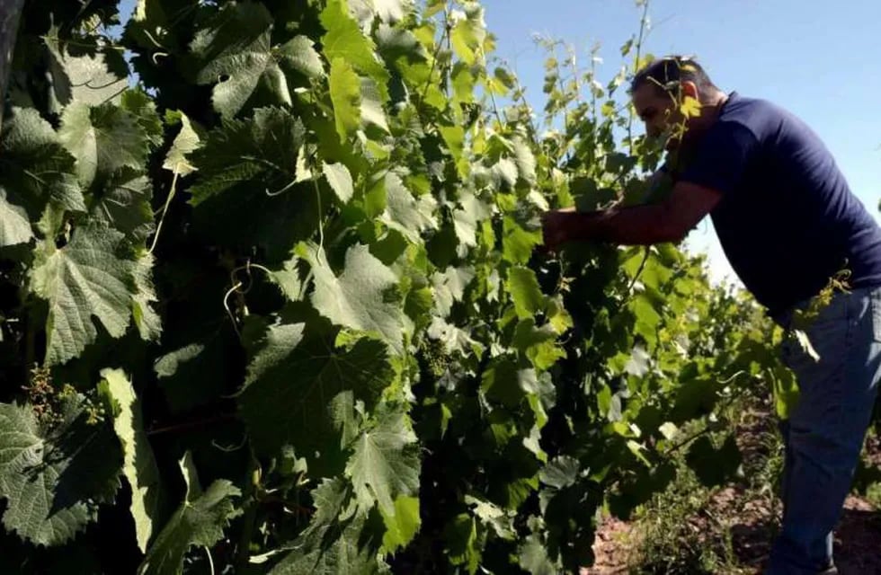 La Unión Europea es el principal mercado de los vinos orgánicos que se producen en los viñedos de Santa Rosa, La Paz, San Martín y Maipú, entre otros departamentos