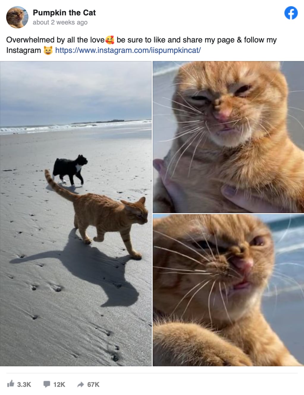 La dueña publicó las divertidas imágenes en Instagram, pero una página de Facebook las compartió.