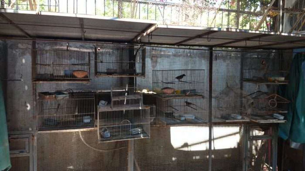 
    Se logró rescatar aves silvestres y decomisar productos y subproductos de la fauna silvestre protegida. - Gentileza / Prensa de Gobierno de Mendoza
   