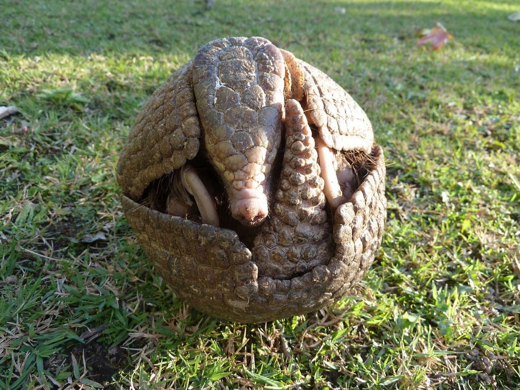El mataco bola es una de las pocas especies de armadillo que puede enrollarse por completo para protegerse de un depredadro. Ha casi desaparecido de nuestra provincia. Foto: Mariella Superina.