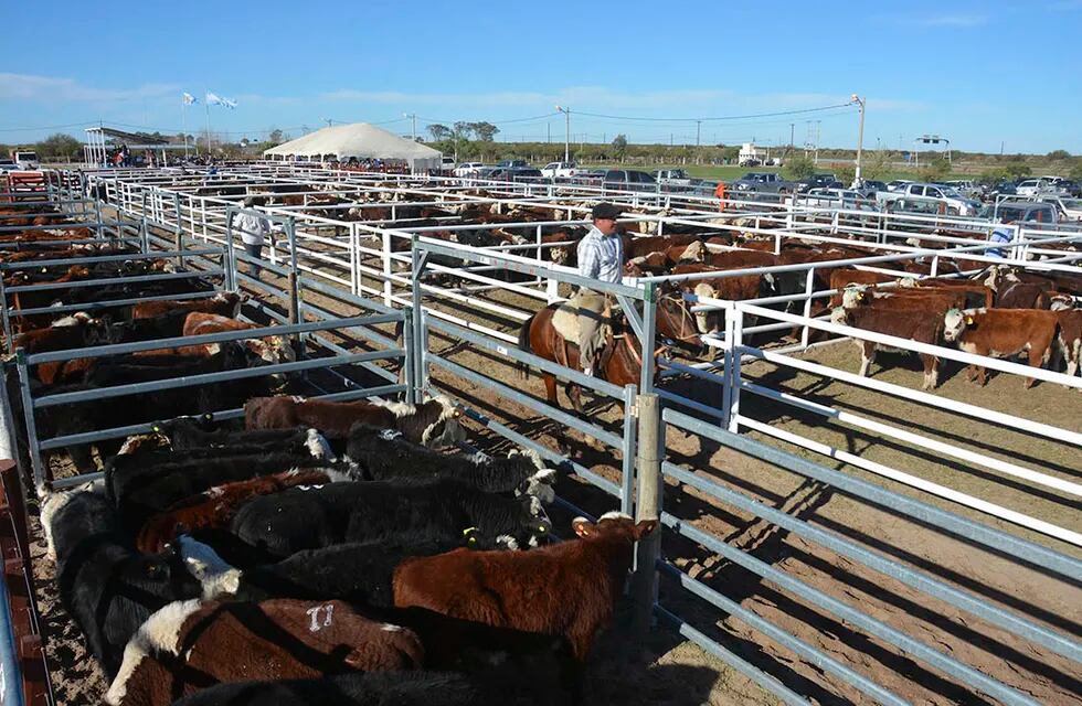La ganadería en los últimos años ha enfrentado acusaciones de contaminación por parte de grupos ambientalistas. / Los Andes