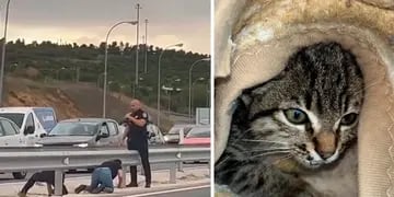Lanzaron un gato por la ventanilla del auto en plena autopista y la Policía lo rescató