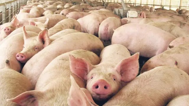 Intensificación. Las inversiones en granjas porcinas de alta calidad son una realidad constante, no sólo dentro del territorio cordobés, sino en buena parte del país. La expansión del mercado doméstico y la posibilidad de exportar abrieron el juego 