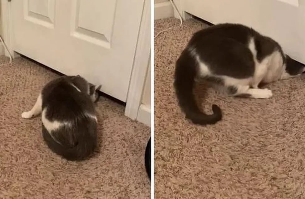 El felino parece desafiar las leyes de la física mientras fuerza su cuerpo a través del espacio entre la parte inferior de la puerta y el piso.