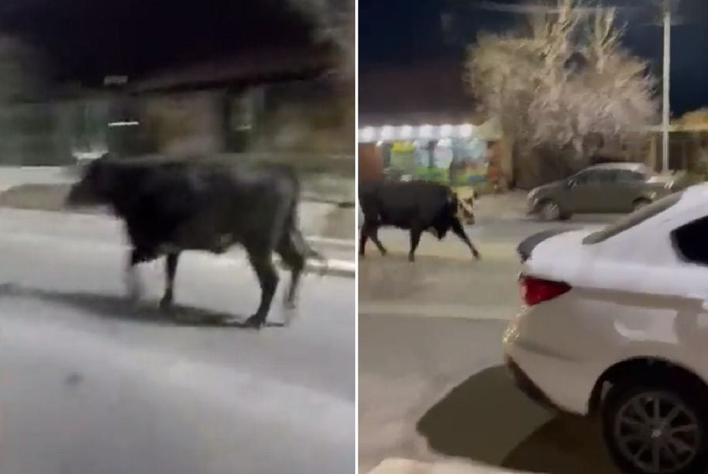 Toro suelto por las calles de Maipú (Captura de video)