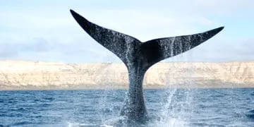 Un estudio reveló que las ballenas sobrevivieron a siglos de caza indiscriminada