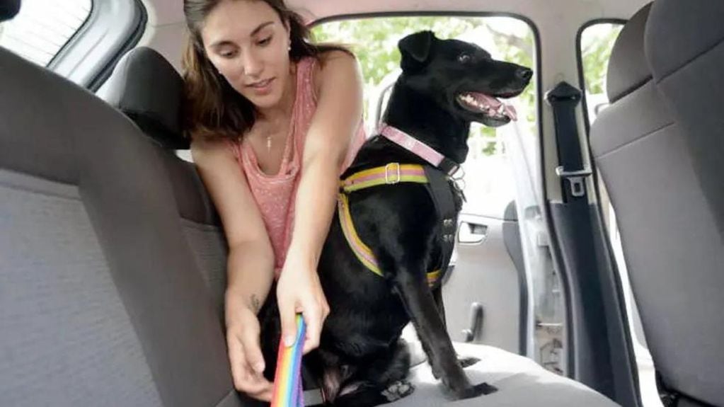 Cómo viajar con un perro en el auto