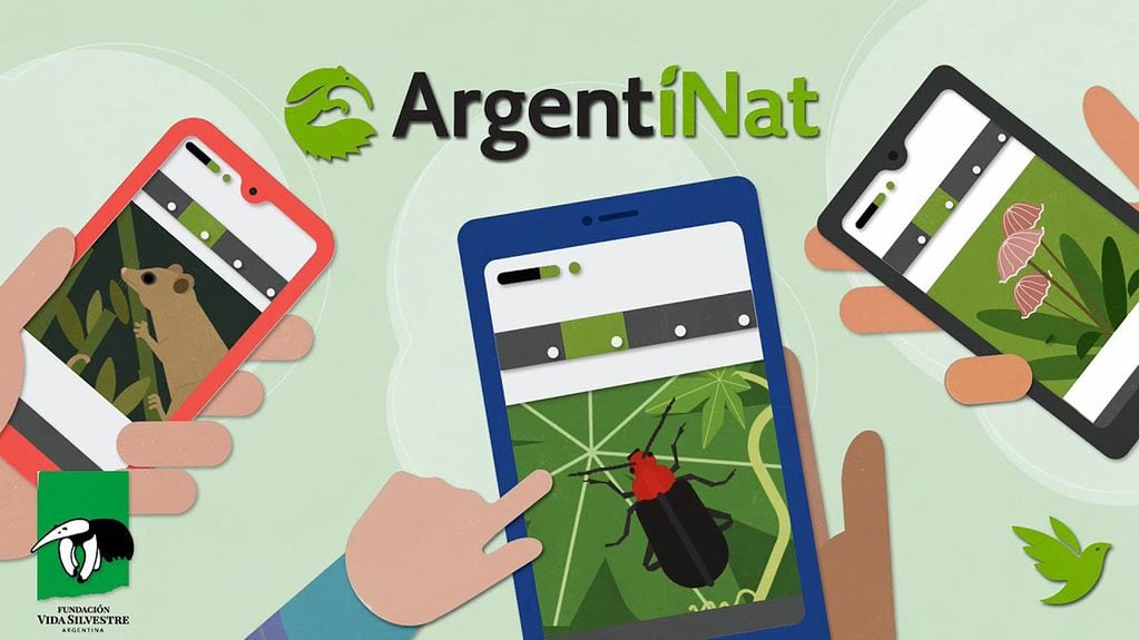 ArgentiNAT: Esta app te permite subir fotos para identificar y registrar observaciones de animales, plantas y hongos silvestres.
