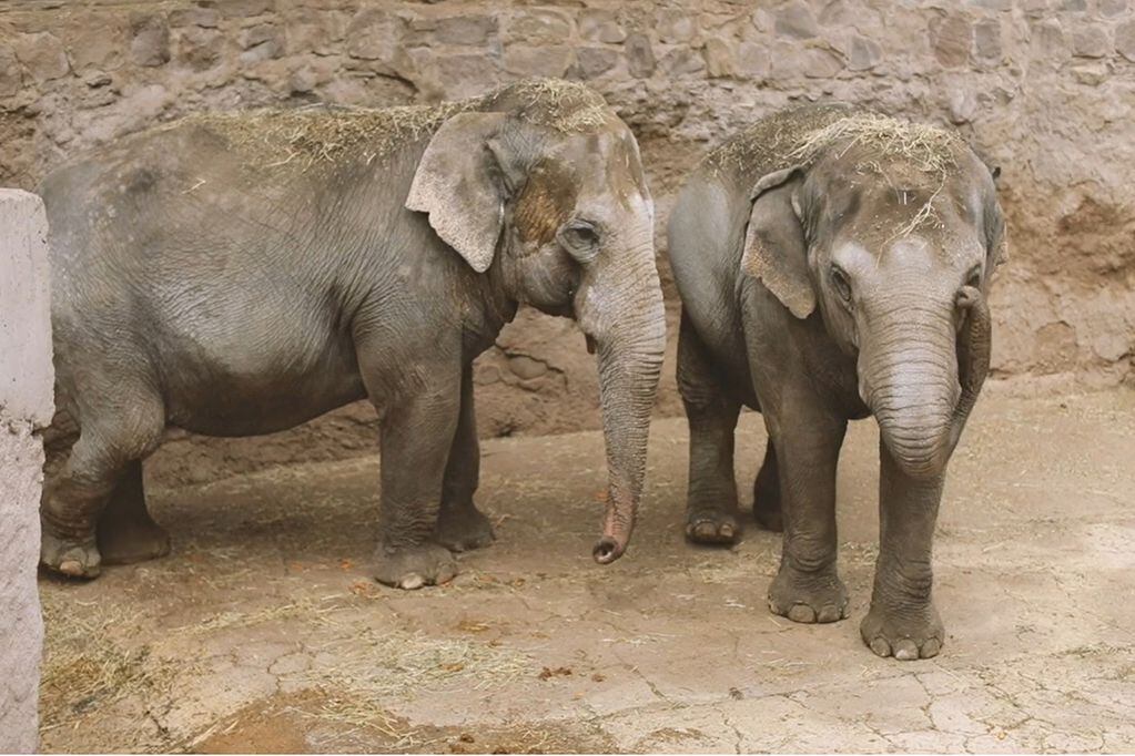 Las elefantas Pocha y Guille pasaron una noche tranquila y se acercan al santuario de Brasil. / Los Andes