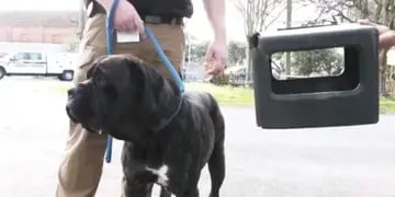 “Bear”, el perro que deambuló con una caja atascada en su cabeza por un año, fue rescatado y adoptado