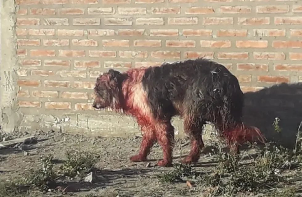Así quedó el perro atacado a machetazos por su propio dueño en Las Lajas (Neuquén) / Gentileza Ayün ángeles de cuatro patas