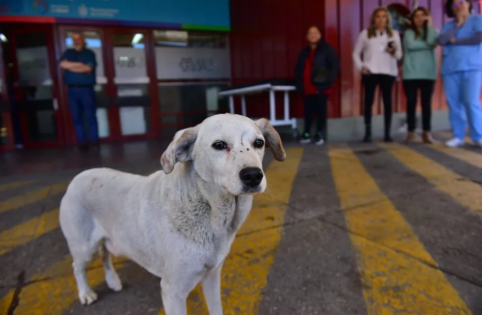 El perrito del Hospital de Urgencias que esperó a su dueño fallecido y que finalmente fue adoptado por una vecina de barrio Pueyrredón. (José Hernández/La Voz)