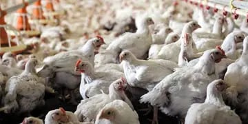  Hoy en el mercado es común encontrar pollos que pesan entre 3,2 y 3,8 kilos, lo que revela la caída en el consumo. Normalmente se comercializan con un peso de 2,4 kilos.