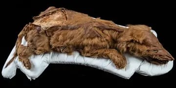 Hallan una cría de lobo “conservada perfectamente” durante 57 mil años: cómo y dónde fue encontrada