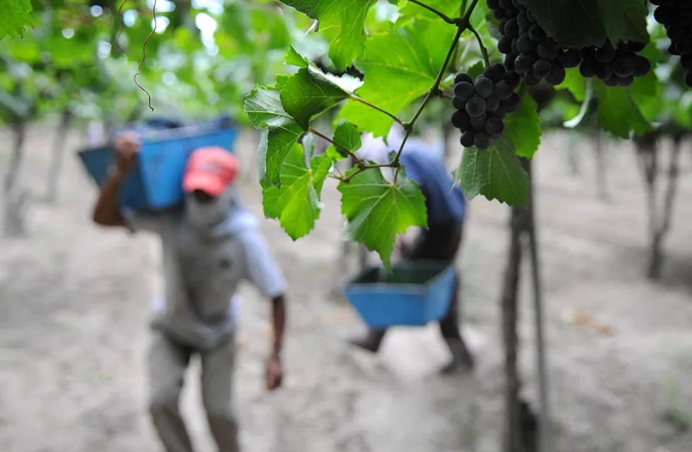 Cosecha de uva. Foto: Los Andes