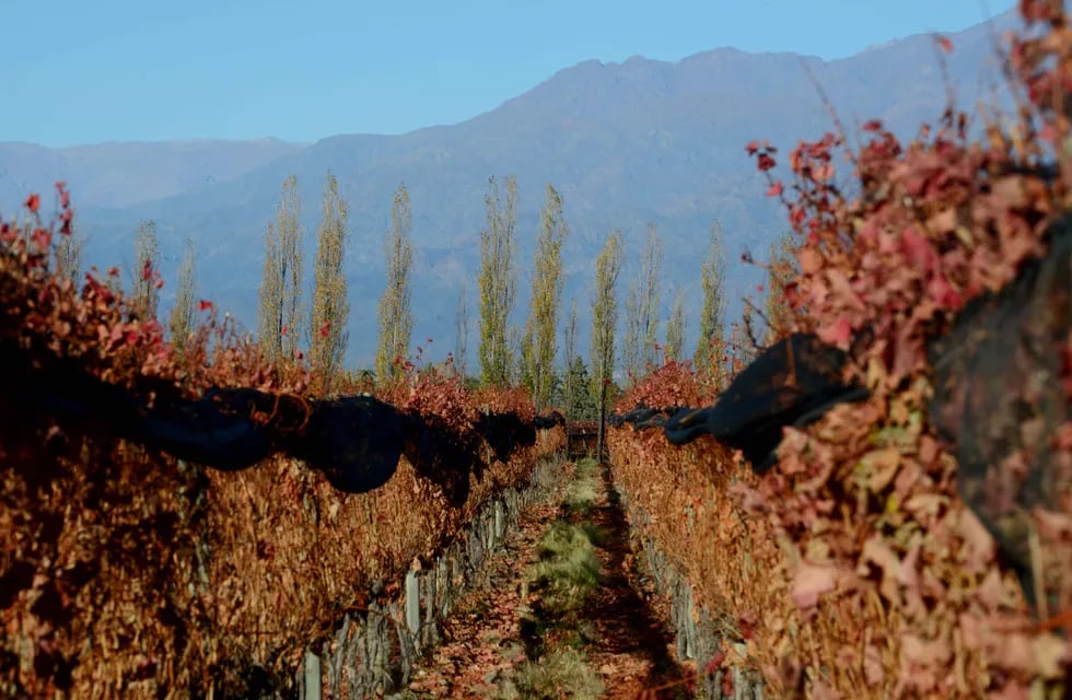 Vista de viñedos del Valle de Uco en el final del otoño / Claudio Gutierrez