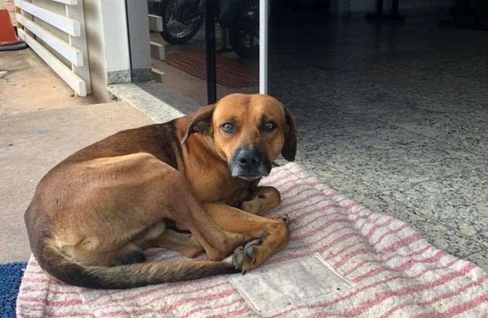 El perro fiel que espera hace 4 meses en la puerta del hospital a su dueño