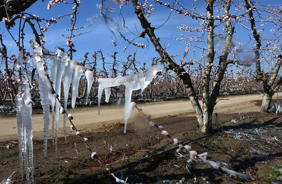 Las heladas tardías dejaron un saldo 8.200 denuncias por daños en la dirección de Contingencias Climáticas y una afectación de 80.000 hectáreas.