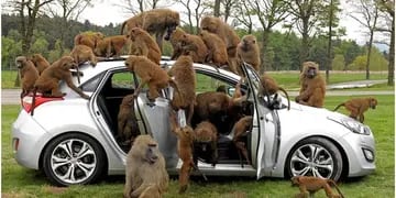 Manada de monos atacó a autos estacionados con navajas y motosierras