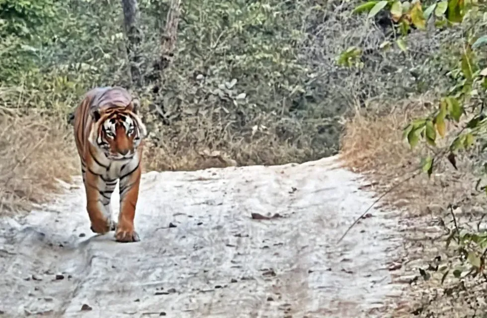 Una tigresa se escapó de una propiedad privada y es buscada con intensidad. Imagen ilustrativa.