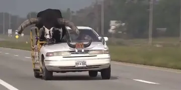 Un hombre condujo acompañado de un gran toro como copiloto