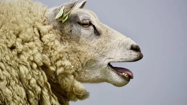Un rebaño comió más de 300 kilos de marihuana “Las ovejas saltaban más alto que las cabras”