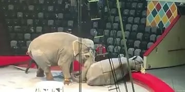 pelea de elefantes