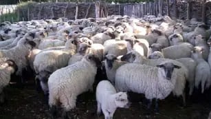  En el Sur de la provincia de Mendoza hay producción ovina. 