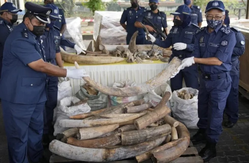 Contrabando de colmillos en Malasia. Incautan 6 toneladas de colmillos de elefante y partes de pangolín, rinoceronte y otros animales provenientes de África.